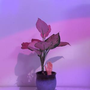 少妇谢精❌❌❌❌X白将
